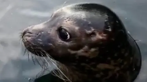 Seal pup