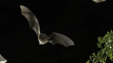 A bat flying surrounded by a black background with leaves of a tree in the foreground on the right-side of the image.