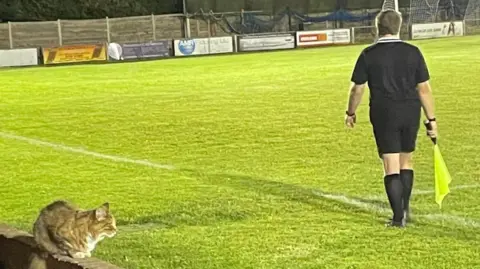 Nanny Jax A cat on a wall besides a football pitch while a linesperson officiates a match