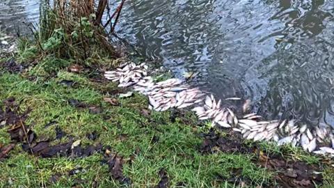 Dead fish at Ferry Meadows in Peterborough