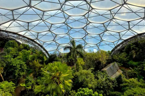 Large hexagonal bubbles create a roof above a canopy of tropical trees.