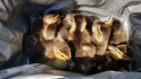 Wiltshire Police The ducklings that were saved from the M4