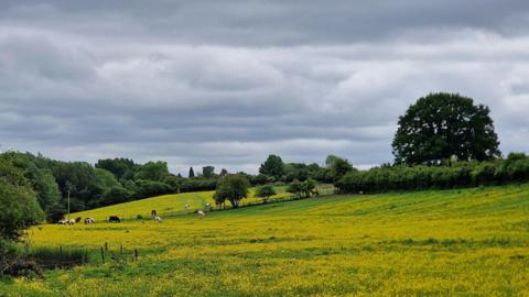 Field of buttercups with cloudy skies above