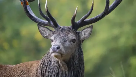 A grey-haired deer with antlers looking over its shoulder with blurred greenery behind it