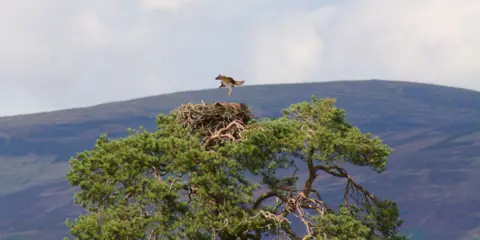 Ralph Staps An osprey hovers above a large nest built in the crown of a windswept pine tree. Another bird is visible in the nest, while rolling hills and a cloudy sky form the backdrop to the wildlife scene.