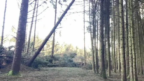 DEFA A tall tree leans over a path in a plantation, on the right there are a bunch of tall trees.