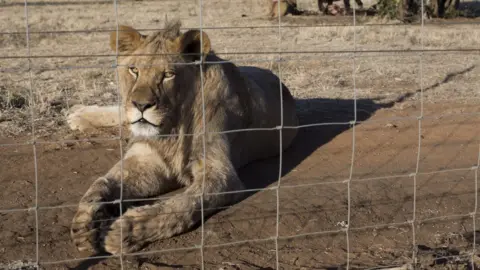 Corbis News A lion at a breeding farm in South Africa
