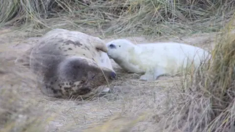 Julia Walshaw Mother and seal pup feeding at Horsey beach, Norfolk