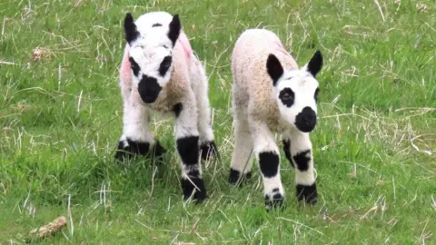 two lambs with black markings 
