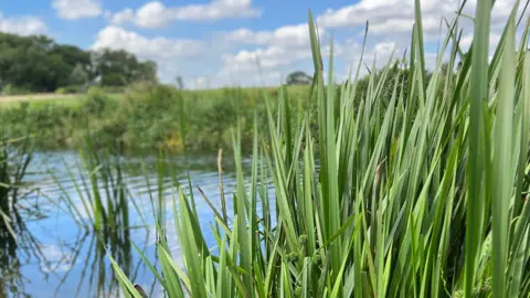 Emma Baugh/BBC Rich green reeds rising from the banks of River Nene near Oundle