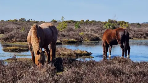 stacey johns Two ponies are seen drinking water from a stream or flooded woodland. It is a clear sunny day as the animals stand among gorse in the New Forest.