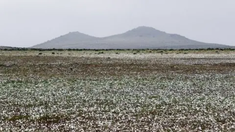 EPA View of flowers in the Atacama Desert, Chile, on 17 August 2017