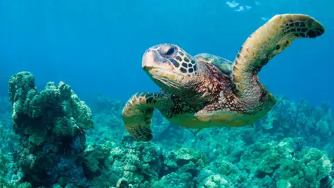 A green sea turtle is pictured swimming underwater above some coral. 
