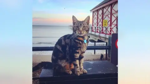 Handout Hendrix sitting at Saltburn Pier, with the sea and the beach behind him. He has green eyes and his fur is black and beige. He is wearing a collar with a round pendant.
