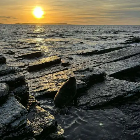 BDMLR The seal pup is on an area of flat rocks by the sea. The sun is an orange ball above the horizon.