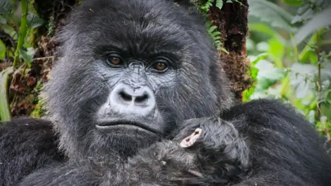 Dian Fossey Gorilla Fund A close-up of Akariza, a large female gorilla. Her face is shiny black and her eyes dark brown. She holds a tiny infant gorilla in her arms, its head resting on her shoulder.