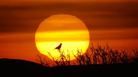 A silhouette of a crow sitting on some branches with the sunrise behind it