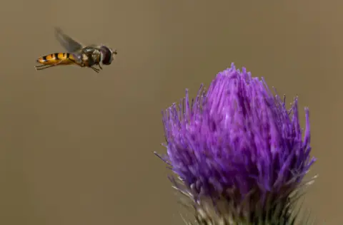 Stephen Kerr A hoverfly approaching the head of a thistle