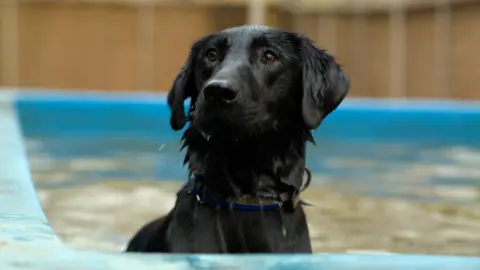 A black labrador dog in a swimming pool