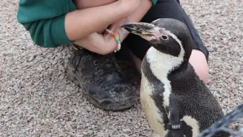 Paradise Park Wildlife Sanctuary Spneb the penguin