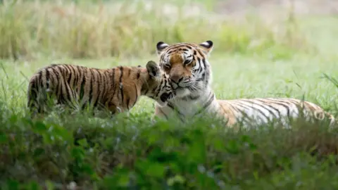 Getty Images Two tigers at Yorkshire Wildlife Park