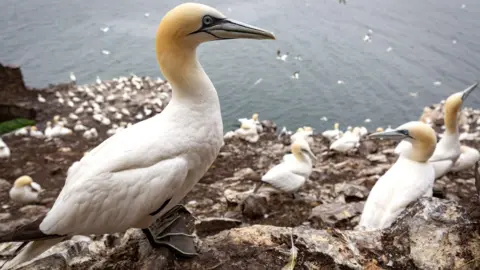 Tom White/Getty Images Gannet clinging to the cliffs at Bass Rock with the sea in the background.