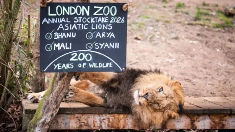 A male lion lays underneath a chalkboard sign which read annual stocktake Asiatic lions.