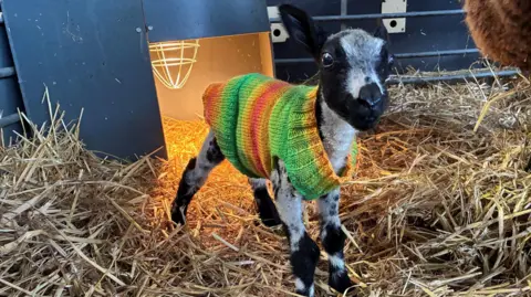 BBC/Cathy Killick A black and white lamb wears a multi-coloured jumper. The lamb is standing on a bed of hay.