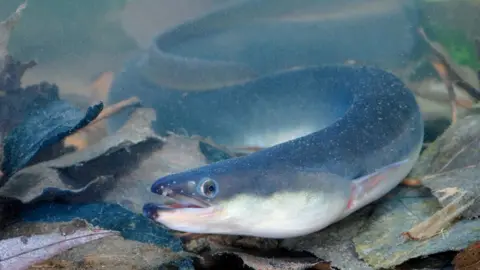 Science Photo Library European eel