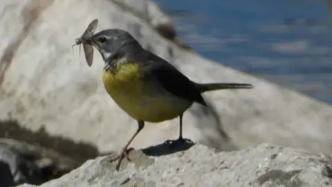 Mark Shuttleworth The grey wagtail is a sleek, long-tailed bird with striking grey upperparts and a bright yellow underbelly. The bird is sat on a grey rock and has a fly in its beak.
