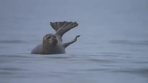Iain Donnachie A grey seal with its right flipper raised partially in the air. Its tail is also in the air. It is lying on an unseen rock below the surface of the water.