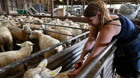 Getty Images A woman in a vest top vaccinating a sheep in a pen. There are dozens of other sheep behind her in a large barn.