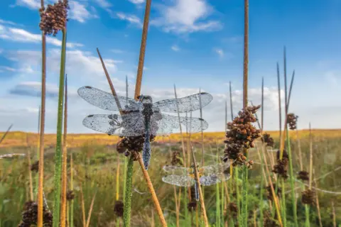 Andrew Fusek Peters A pair of dragonflies can be seen on a reed bed in Shropshire's Long Mynd. Early morning dew clings to their wings giving them a jewelled appearance
