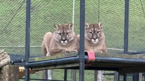 Two mountain lions sitting on top of a plank of wood that is supported by metal scaffolding. Both cats are starring into the camera. 