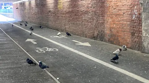 More than a dozen pigeons wandering on a cycle path with a white symbol of a bike and an arrow pointing away from the pigeons.