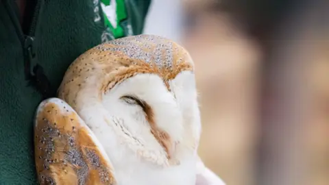 RSPCA A close-up of a barn owl's face