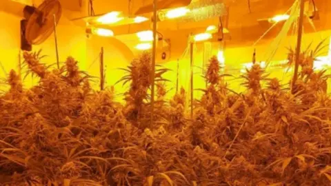 Beds Police Cannabis factory inside a house