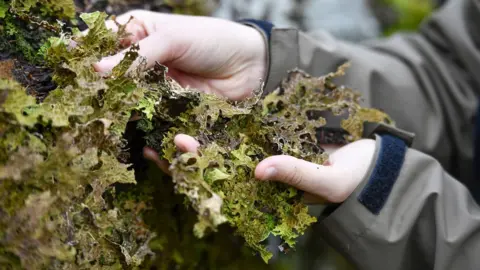 Stuart Walker/National Trust Lungwort