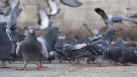 Getty Images Pigeons