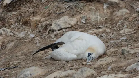 Dying Gannet