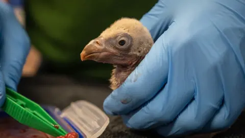 ZSL Egbert being held and fed by a zookeeper