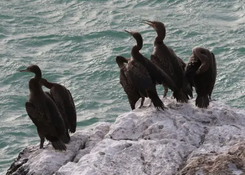 Frank Gardner / BBC Socotra Cormorants Phalacrocorax Nigrigularis