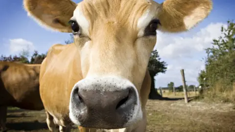 Getty Images Cow close up