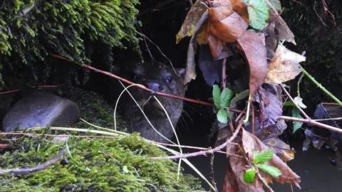 Steve Gardener Otter