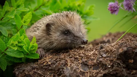 Getty Images A hedgehog peeks out from a log in a garden.