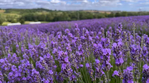 Acres of purple lavender at Castle Farm near Sevenoaks