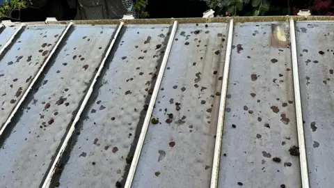 Mandy Milsom A conservatory roof with white PVC and polycarbonate plastic sheets covered in holes - and some moss.