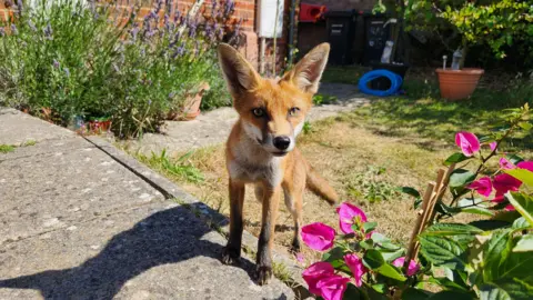 Orsolya Gaviczki A young fox is in the centre of the shot, with its paws slightly raised on concrete, and is looking straight into the camera, with what looks like a small domestic garden behind it,