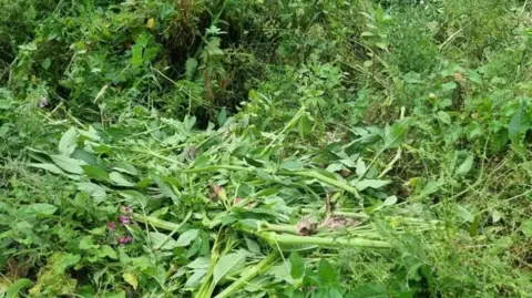 Friends of Brislington Brook Himalayan Balsam rotting in a pile