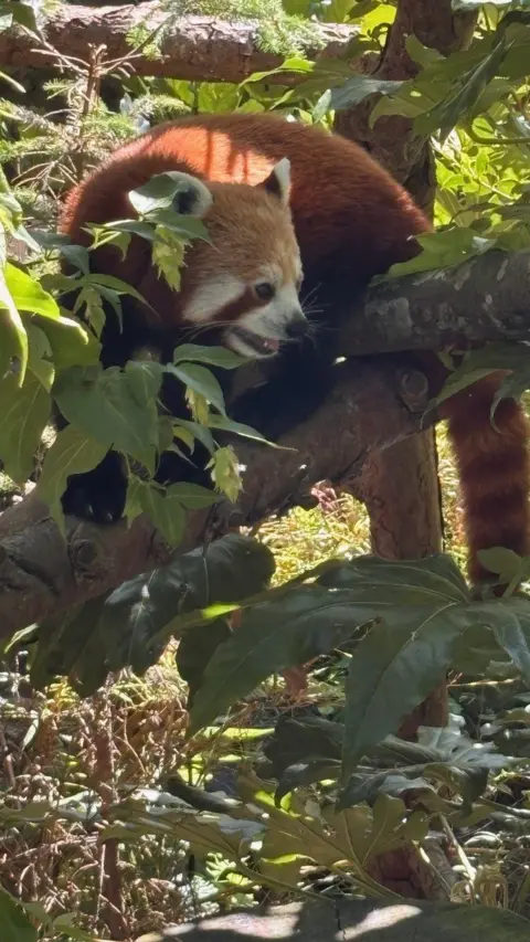 SANDRA QUINN A red panda standing on a branch slightly obscured by leaves ad other branches. The red panda has red fur, a white face and white tipped ears. 